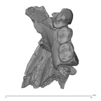 KNM-TH 28860 Equatorius africanus partial mandible LRP3-LRM1 superior