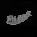 KNM-WK 16956 Simiolus enjiessi mandible ct slice