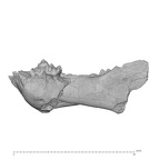 KNM-WK 16956 Simiolus enjiessi mandible lateral