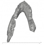KNM-WK 16956 Simiolus enjiessi mandible superior