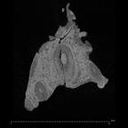 KNM-WK 16960B Simiolus enjiessi maxilla fragment ct slice