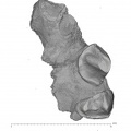 KNM-WK 16960B Simiolus enjiessi maxilla fragment inferior