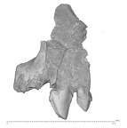 KNM-WK 16960B Simiolus enjiessi maxilla fragment lateral