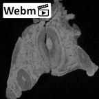 KNM-WK 16960B Simiolus enjiessi maxilla fragment ct stack movie