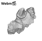 KNM-WK 16960B Simiolus enjiessi maxilla fragment ply movie