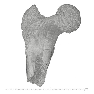 KNM-WK 18117 Afropithecus turkanensis right proximal femur anterior