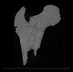 KNM-WK 18117 Afropithecus turkanensis right proximal femur ct slice