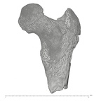 KNM-WK 18117 Afropithecus turkanensis right proximal femur posterior