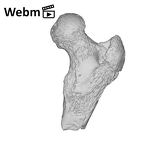 KNM-WK 18117 Afropithecus turkanensis right proximal femur ply movie