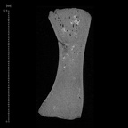 KNM-WT 15000BV Homo erectus left first metacarpal ct slice