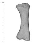 KNM-WT 15000BV Homo erectus left first metacarpal medial