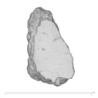 KNM-WT 15000AX Homo erectus left os coxae fragment view 1