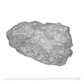 KNM-WT 15000AX Homo erectus left os coxae fragment view 2