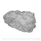 KNM-WT 15000AX Homo erectus left os coxae fragment view 2