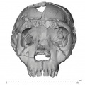 KNM-WT 15000A Homo erectus cranium anterior