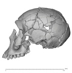 KNM-WT 15000A Homo erectus cranium lateral