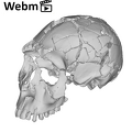 KNM-WT 15000A Homo erectus cranium ply movie