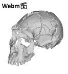 KNM-WT 15000A Homo erectus cranium ply movie