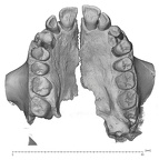KNM-WT 15000A H. erectus maxilla