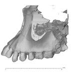 KNM-WT 15000A Homo erectus maxilla lateral