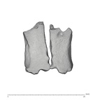 KNM-WT 15000A H. erectus nasal bone