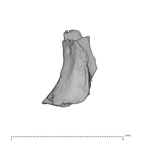 KNM-WT 15000A Homo erectus nasal lateral