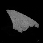 KNM-WT 15000BF Homo erectus left os coxae fragment ct slice