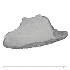 KNM-WT 15000BF Homo erectus left os coxae fragment view 1