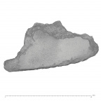 KNM-WT 15000BF Homo erectus left os coxae fragment view 2
