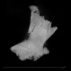 KNM-WT 15000BG Homo erectus left os coxae fragment ct slice