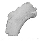 KNM-WT 15000BG Homo erectus left os coxae fragment view 1