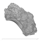 KNM-WT 15000BG Homo erectus left os coxae fragment view 2