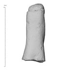 KNM-WT 15000BU Homo erectus first right metacarpal dorsal