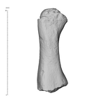 KNM-WT 15000BU Homo erectus first right metacarpal medial