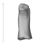 KNM-WT 15000BU Homo erectus first right metacarpal palmer