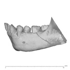 KNM-WT 15000B Homo erectus mandible high res lateral