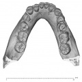 KNM-WT 15000B Homo erectus mandible high res superior