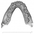 KNM-WT 15000B H. erectus mandible high res