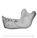 KNM-WT 15000B Homo erectus mandible overview lateral