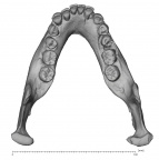 KNM-WT 15000B H. erectus mandible overview