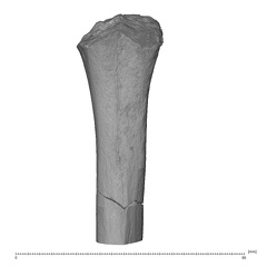 KNM-WT 15000F H. erectus right proximal humerus anterior
