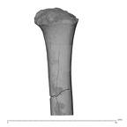 KNM-WT 15000F H. erectus right proximal humerus posterior