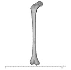 KNM-WT 15000G Homo erectus right femur anterior