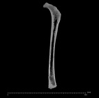 KNM-WT 15000G Homo erectus right femur ct slice