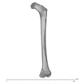 KNM-WT 15000G Homo erectus right femur posterior