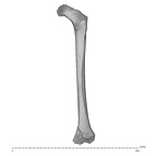 KNM-WT 15000G Homo erectus right femur posterior
