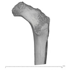 KNM-WT 15000G Homo erectus right proximal femur anterior