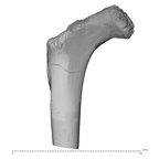 KNM-WT 15000G Homo erectus right proximal femur posterior