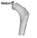 KNM-WT 15000G Homo erectus right proximal femur ply movie
