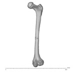 KNM-WT 15000H Homo erectus left femur anterior